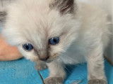 Chatons Ragdoll LOOF à réserver pour avril 2022