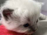 Chatons Ragdoll LOOF à réserver pour avril 2022