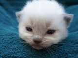 Chatons Ragdoll LOOF à réserver pour mai 2022