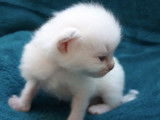 Chatons Ragdoll LOOF à réserver pour mai 2022