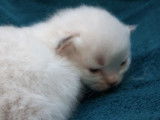 Chatons Ragdoll LOOF à réserver pour mai 2022