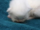 Chatons Ragdoll LOOF à réserver pour mai 2022