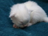 Chatons Ragdoll LOOF à réserver pour mai 2022