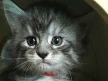 Chatons Maine Coon LOOF à vendre