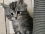 Chatons Maine Coon LOOF à vendre