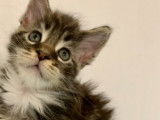 Chatons Maine Coon LOOF à vendre