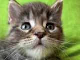 Chatons Maine Coon LOOF à vendre