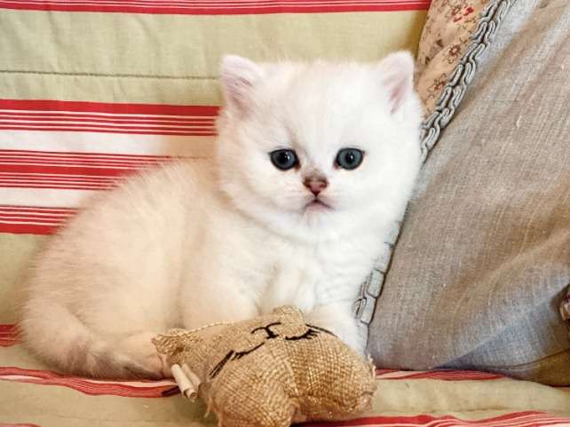 Magnifiques chatons British Longhair blancs LOOF à vendre