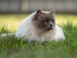 Chat mâle Sacré de Birmanie LOOF blue point 4 ans et demi à saillir