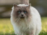 Chat mâle Sacré de Birmanie LOOF blue point 4 ans et demi à saillir