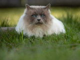 Chat mâle Sacré de Birmanie LOOF blue point 4 ans et demi à saillir