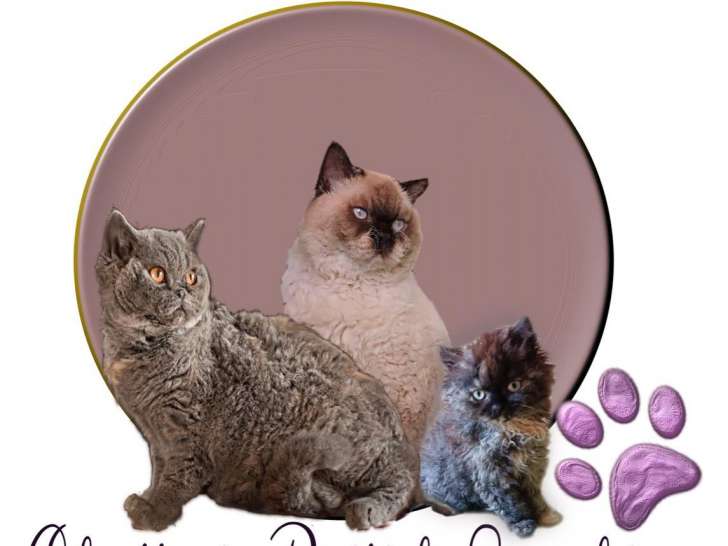 Chatons Selkirk Rex et Straight LOOF