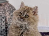 Chatons Selkirk Rex et Straight LOOF