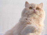 Chatons Selkirk Rex et Straight LOOF