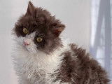 Chatons Selkirk Rex et Straight LOOF