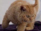 Chatons Selkirk Rex et Straight LOOF