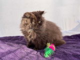 Chatons Selkirk Rex et Straight LOOF