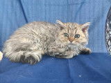 Chatons Selkirk Rex et Straight LOOF