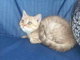 Chatons Selkirk Rex et Straight LOOF
