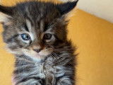À réserver 3 chatons Maine Coons LOOF