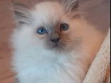 Chatons Sacré de Birmanie LOOF à réserver