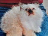 Chatons Sacré de Birmanie LOOF à réserver