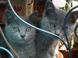 À réserver 5 chatons chartreux LOOF
