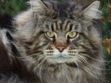 Chatons Maine Coon LOOF à réserver