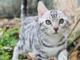 Etalon Bengal LOOF disponible pour saillie