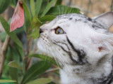 Etalon Bengal LOOF disponible pour saillie