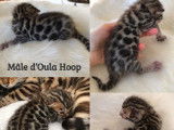 Chatons Bengal LOOF à vendre