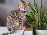 Bengal disponible pour saillie