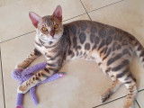 Bengal disponible pour saillie