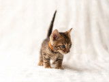 Chatons Bengal à vendre