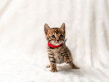Chatons Bengal à vendre