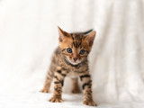 Chatons Bengal à vendre