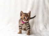 Chatons Bengal à vendre