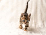 Chatons Bengal à vendre