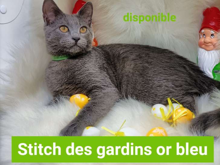 Chatons Chartreux LOOF disponible