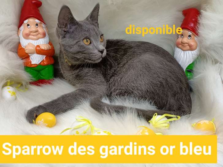 Chaton Chartreux LOOF disponible