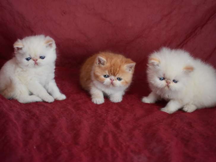 3 chatons Persan et Exotic Shorthair LOOF à vendre
