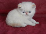 3 chatons Persan et Exotic Shorthair LOOF à vendre