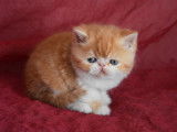 3 chatons Persan et Exotic Shorthair LOOF à vendre