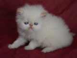 3 chatons Persan et Exotic Shorthair LOOF à vendre