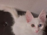 Femelle Angora Turc blanche LOOF à vendre