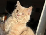 De race British Longhair disponible pour saillie