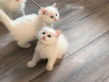Réservation pour 4 chatons Ragdolls, femelles LOOF crème point