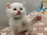 Réservation pour 4 chatons Ragdolls, femelles LOOF crème point