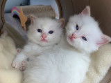 Réservation pour 4 chatons Ragdolls, femelles LOOF crème point