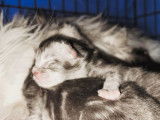 2 chatons Maine Coon à réserver, mâles LOOF noir argenté classique